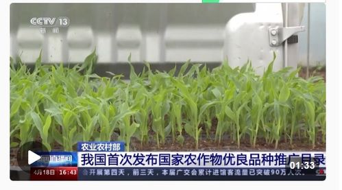 種業(yè)振興行動(dòng)扎實(shí)推進(jìn)，今年農(nóng)作物種子供給充足保障糧食安全