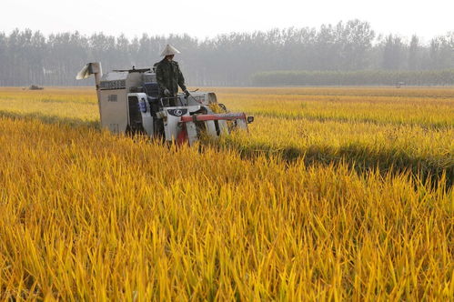 豐收背后的力量 2020年全國糧食產(chǎn)量達(dá)13390億斤，農(nóng)業(yè)種植與種子生產(chǎn)逆勢上揚(yáng)