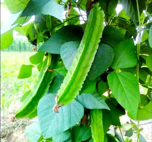 南方小眾蔬菜，北方人少見，卻全身是寶，你認(rèn)識(shí)嗎？